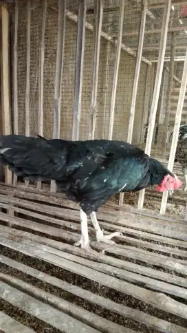 Ayam murah tigaraksa