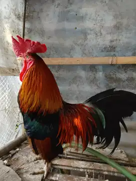 ayam kate hias ganteng.