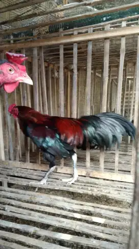 Ayam jago murah tigaraksa