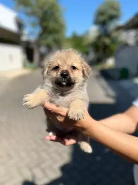 Anakan PomPoo Jantan/Betina