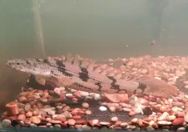 Ikan Palmas Ikan Naga - 25 CM
