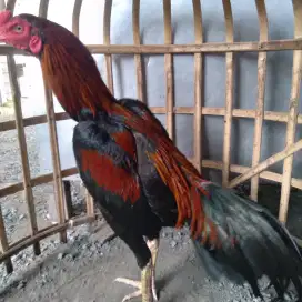 Ayam bangkok ngalung pukul