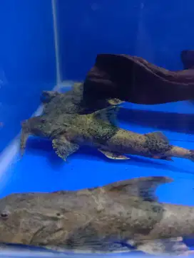 Ikan lele bergigi
