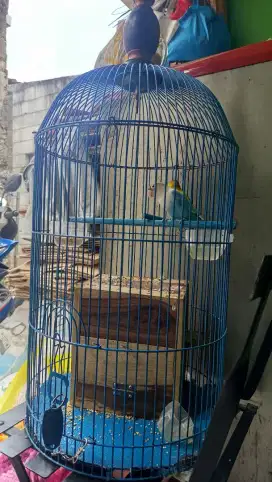 Burung Lovebird sepasang plus kandang