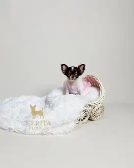 Teacup Chihuahua Longhair Betina Stambum Perkin & Vaksin (Berenice)