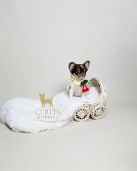 Teacup Chihuahua Longhair Jantan Stambum Perkin & Vaksin (Barclay)