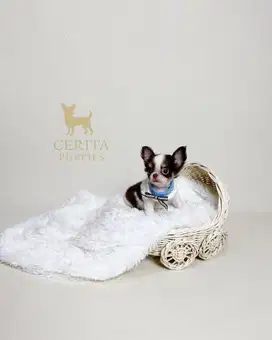Teacup Chihuahua Longhair Jantan Stambum Perkin & Vaksin (Beckham)