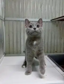 British Shorthair Kitten