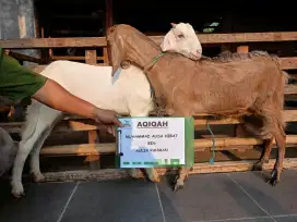 kambing domba aqiqah, kambing hidup / potong cacah, paket aqiqah, dll.