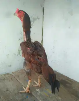 Ayam Jerman Big Size
