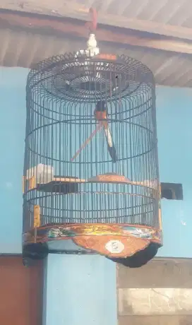 Jual murai prestasi