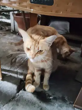 Kucing & familinya