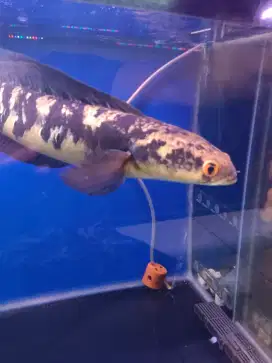 Channa marulioides