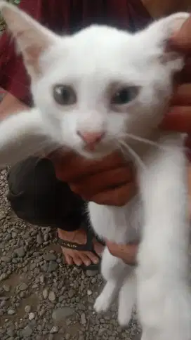 Jual kucing kesayangan