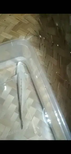 Ikan hias endlycheri platinum size 3inch up normal sehat