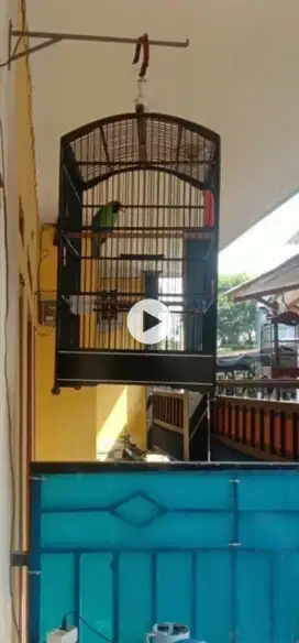 Burung murai kenari ful set