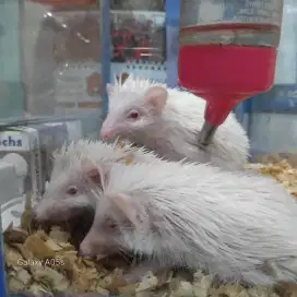Landak albino lucu
