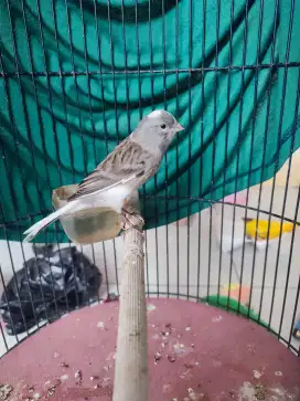Burung kenari gacoran