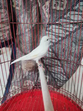 Burung kenari gacoran