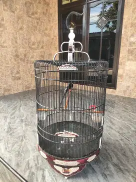 Jual burung murai batu MH gacor