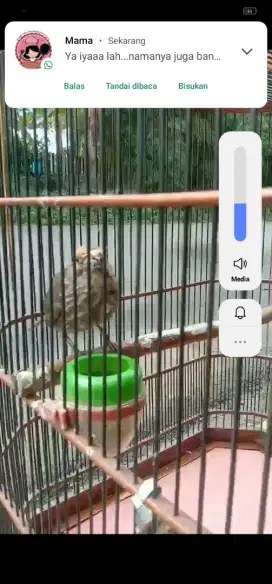 Jual cucak rawa udah mapan