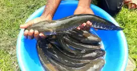 Ikan gabus segar