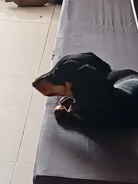 Anjing tekel asli non stambum