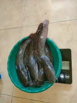 Ikan Lele Konsumsi / isi 12 ekor