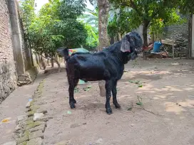 Kambing Jowo bligon