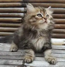 Lepas Adopsi Kitten Persia Betina Motif Marbel