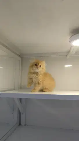 Kucing kitten persia longhair
