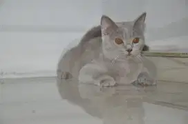 Bsh lilac betina 8bln ped