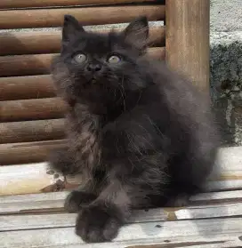 Lepas Adopsi Kitten Persia Jantan