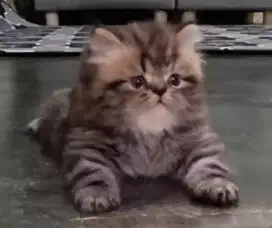 Lepas Adopsi Kitten Persia Jantan Motif Marbel
