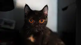 British Short Hair BSH betina black tortie