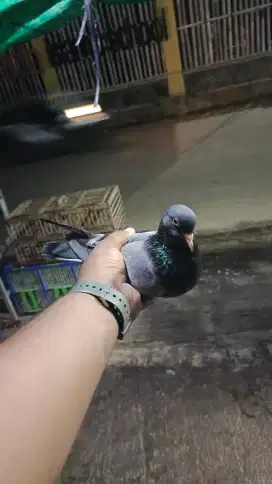 Merpati cewean megan serba on