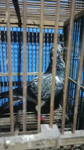 Bujangan merpati haus jodoh warna blorok antik