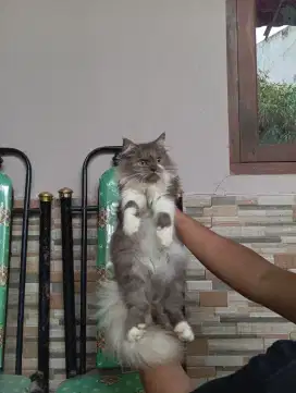 kucing kitten persia betina