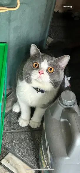 Kucing british shorthair bsh british short hair