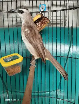 Trucukan Rasa Cucak Rowo