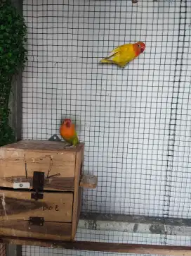 Lovebird pasjo x paskun siap ternak