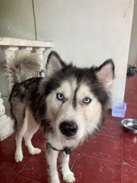Siberian Husky (Betina) dijual cepat