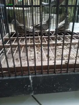 3 ekor perkutut lokal pikatan