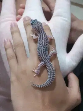 Gecko Super Snow