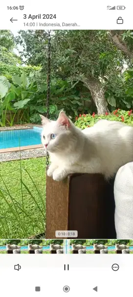 Kucing Odd eye putih