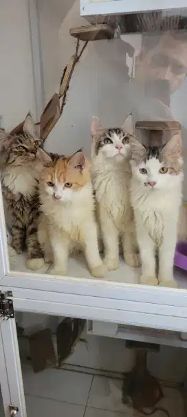 Kitten 6 bulan persia mix mainecoon