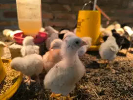 Ayam Jowo Super (DOC)