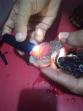 Bahan batu akik raflesia