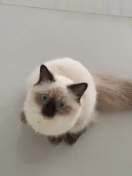 Dijual kucing Himalaya