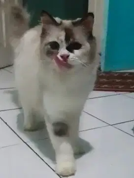 Persia Ragdoll+Kandang